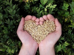 Zwei Hände halten Getreidekörner und formen diese wie ein Herz