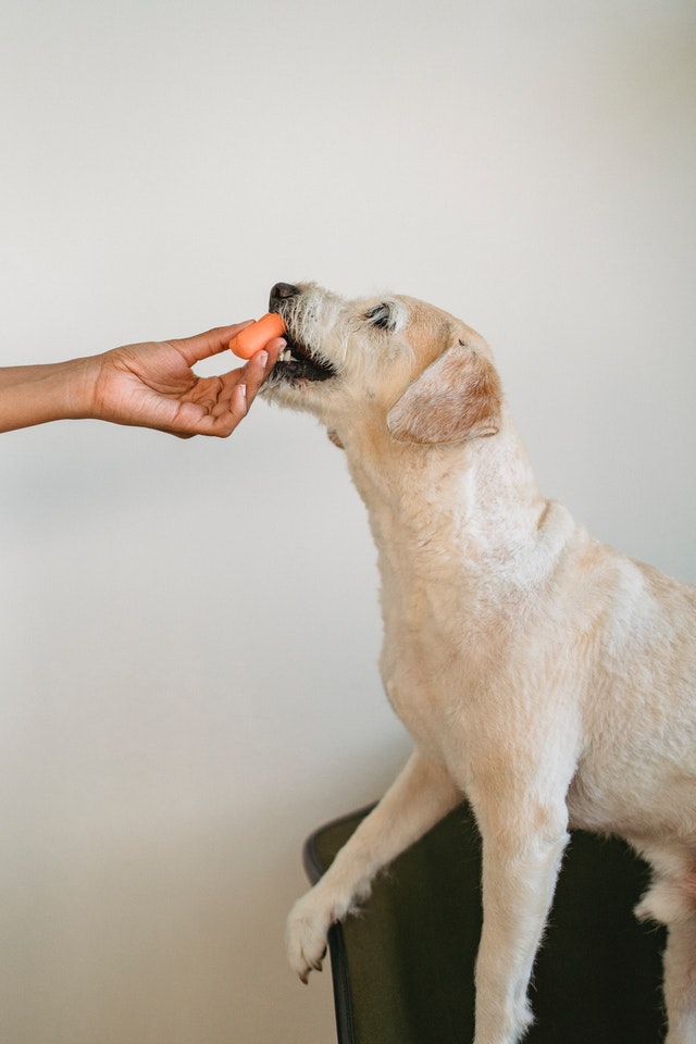 Ein heller Hund bekommt von seinem Besitzer eine Möhre