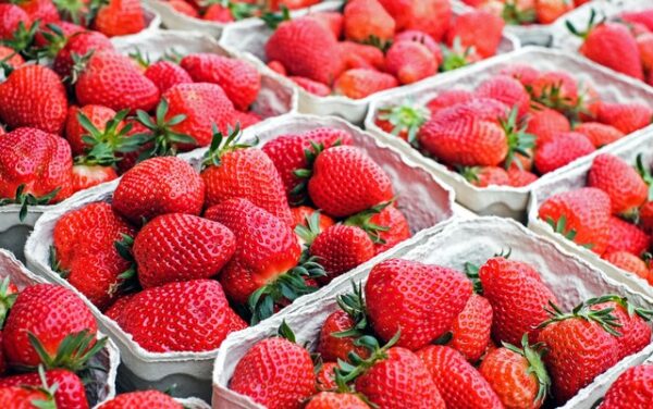 Zahlreiche kleine Pappschachteln, gefüllt mit reifen Erdbeeren, stehen nebeneinander