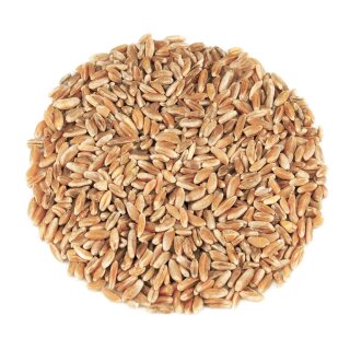 Bio Khorasan ganzes Korn 1 kg Urmut