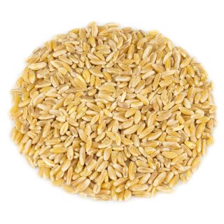 Bio Khorasan 25 kg ganzes Korn Urmut